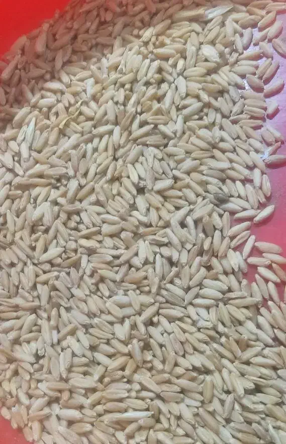 گندم دیمی|عمده‌فروشی|کمیجان, |دیوار