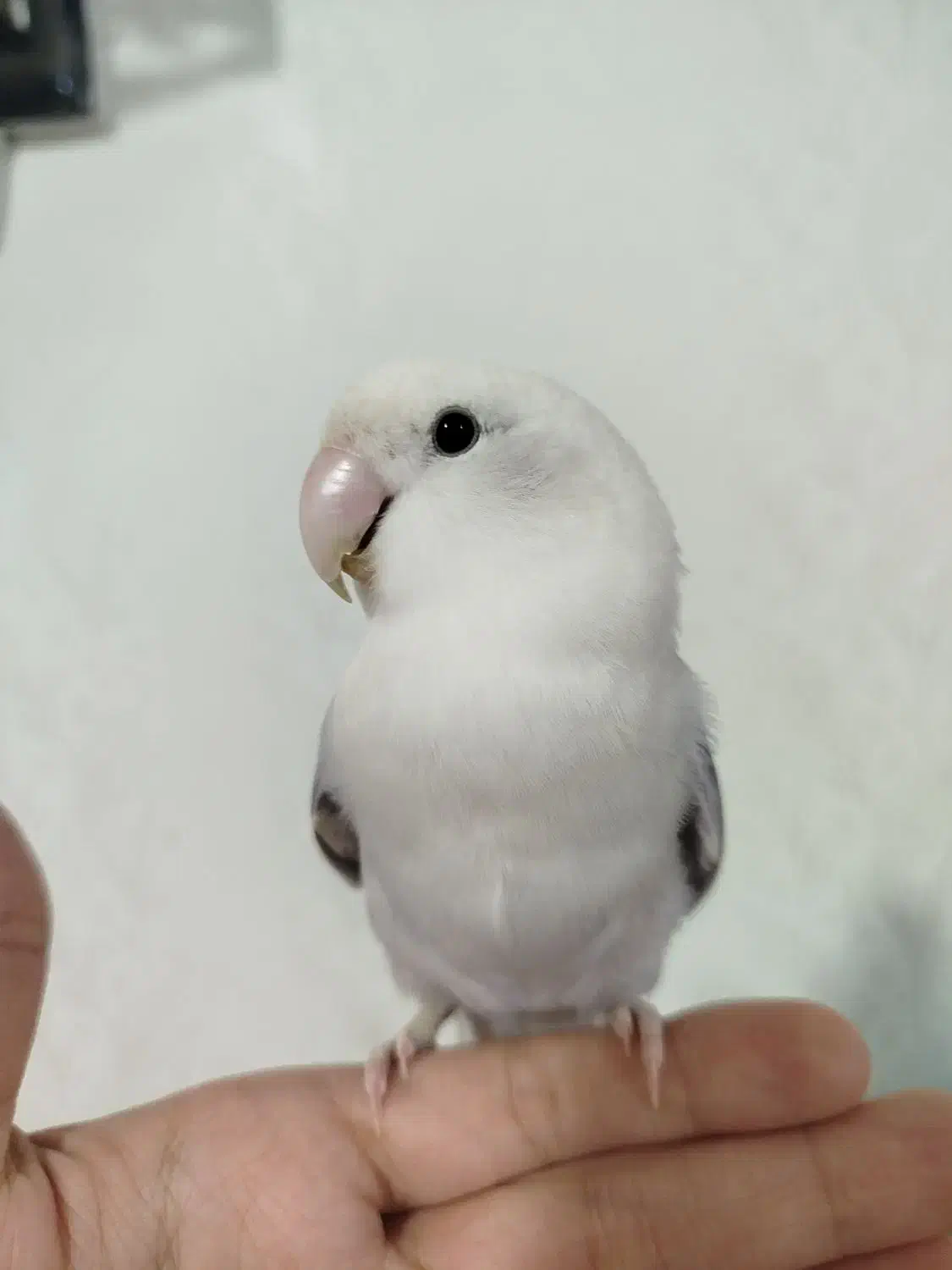 طوطی برزیلی ـ کوتوله|پرنده|محمدیه-قزوین, |دیوار