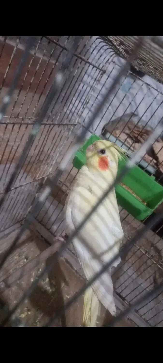 عروس هلندی گم شده|پرنده|بهبهان, |دیوار