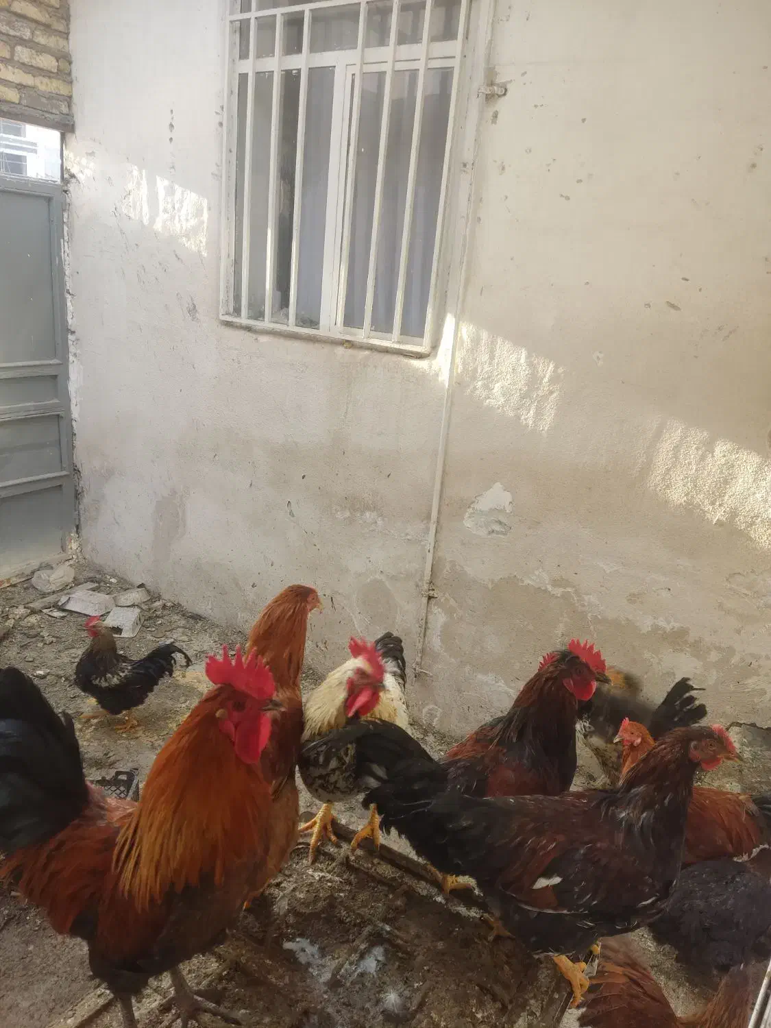 خروس محلی|حیوانات مزرعه|فیروزکوه, |دیوار