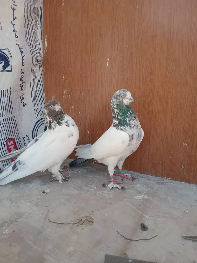 یه جفت کله دم سبز|پرنده|محمدشهر, محمدشهر|دیوار