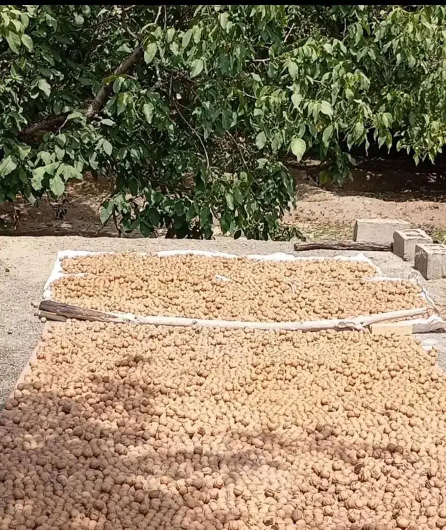 گردودشتک،بادام،برنج ،شیره انگور،لوبیاچیتی|خوردنی و آشامیدنی|شیراز, شهرک سعدی|دیوار