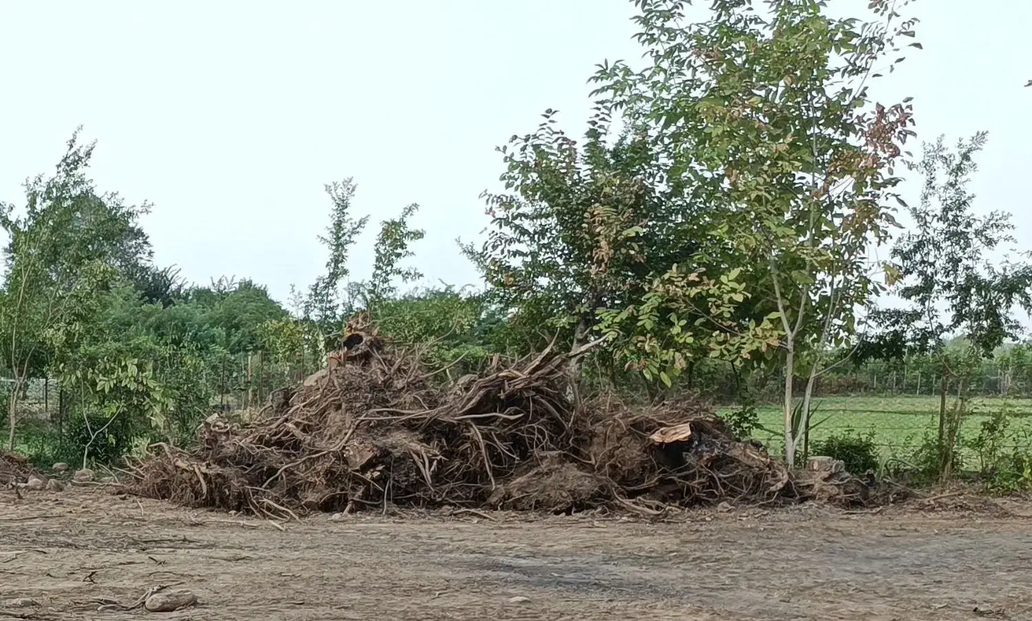 فروش عمده ریشه درخت تنومند قیمت عالی|خدمات باغبانی و درختکاری|ماکلوان, |دیوار