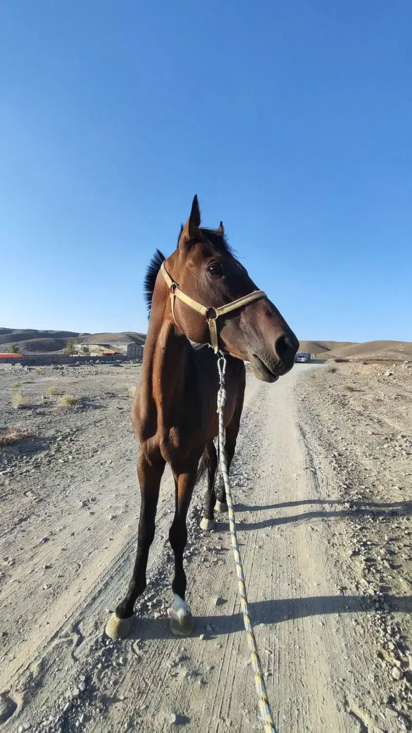 نریان دوخون کلاس 1|اسب و تجهیزات اسبسواری|زاهدان, |دیوار