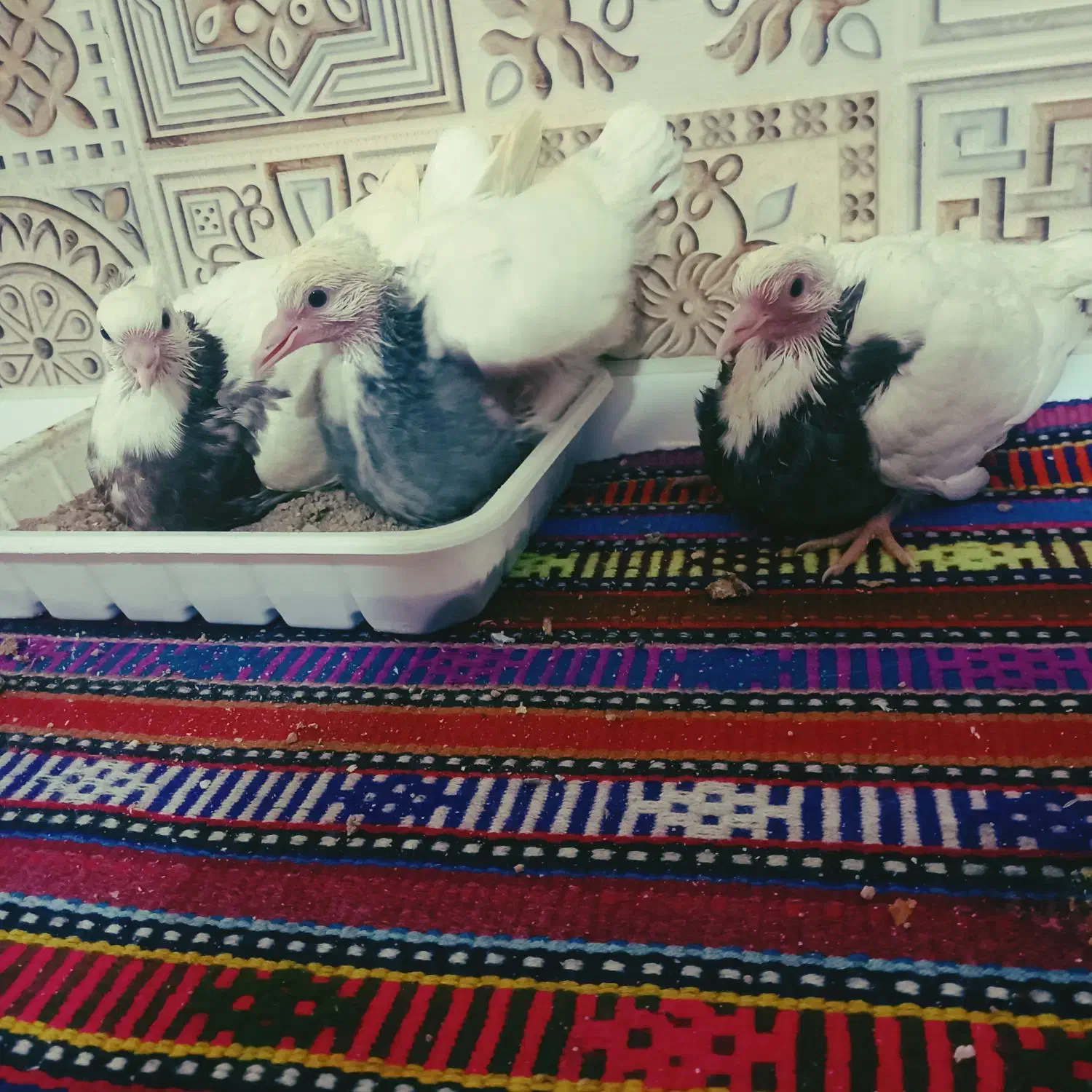 کبوتر مفلق طوقی الماسی|پرنده|برخوار, |دیوار