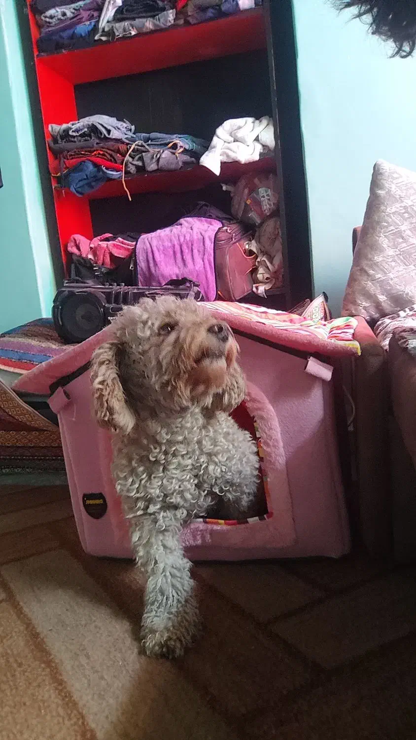 پودل توی|سگ|تهران, سلسبیل جنوبی|دیوار