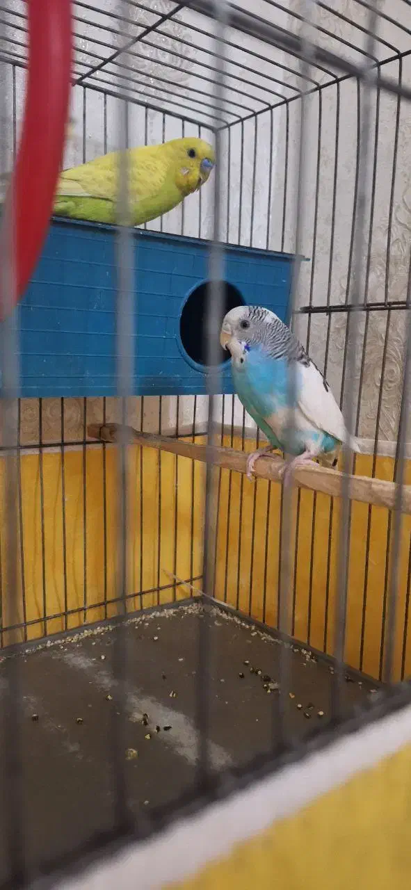 مرغ عشق / جفت|پرنده|قم, حاج خلیل|دیوار