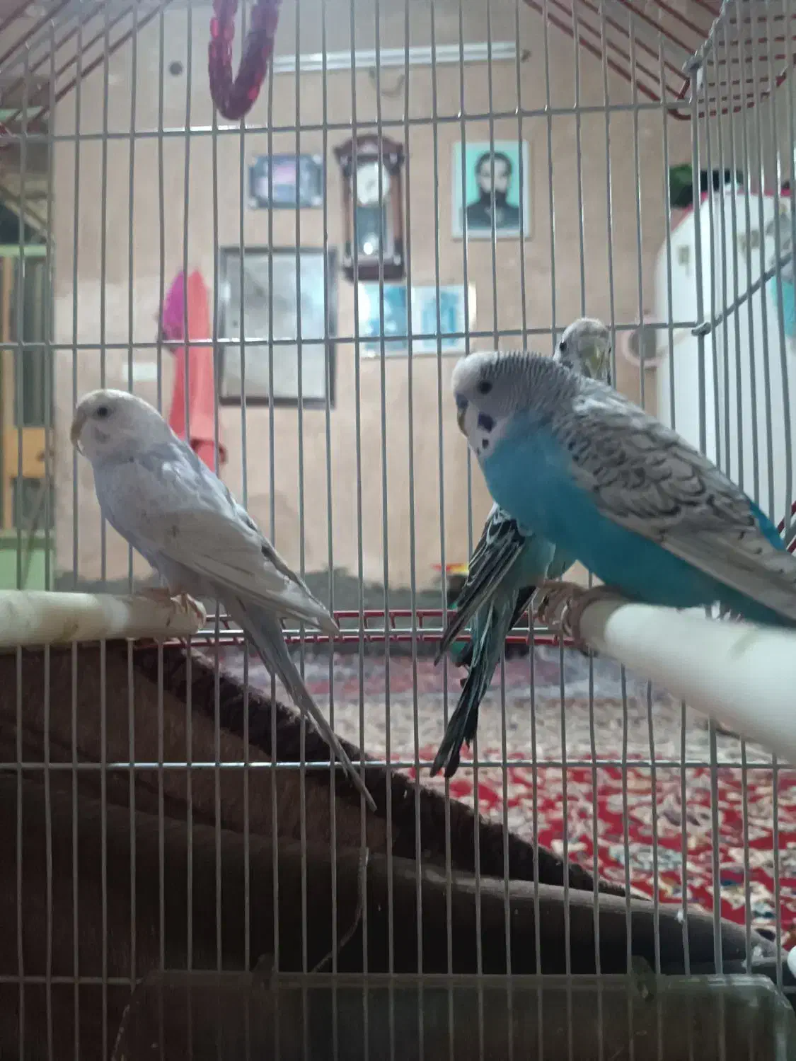 مرغ عشق|پرنده|اندیمشک, |دیوار