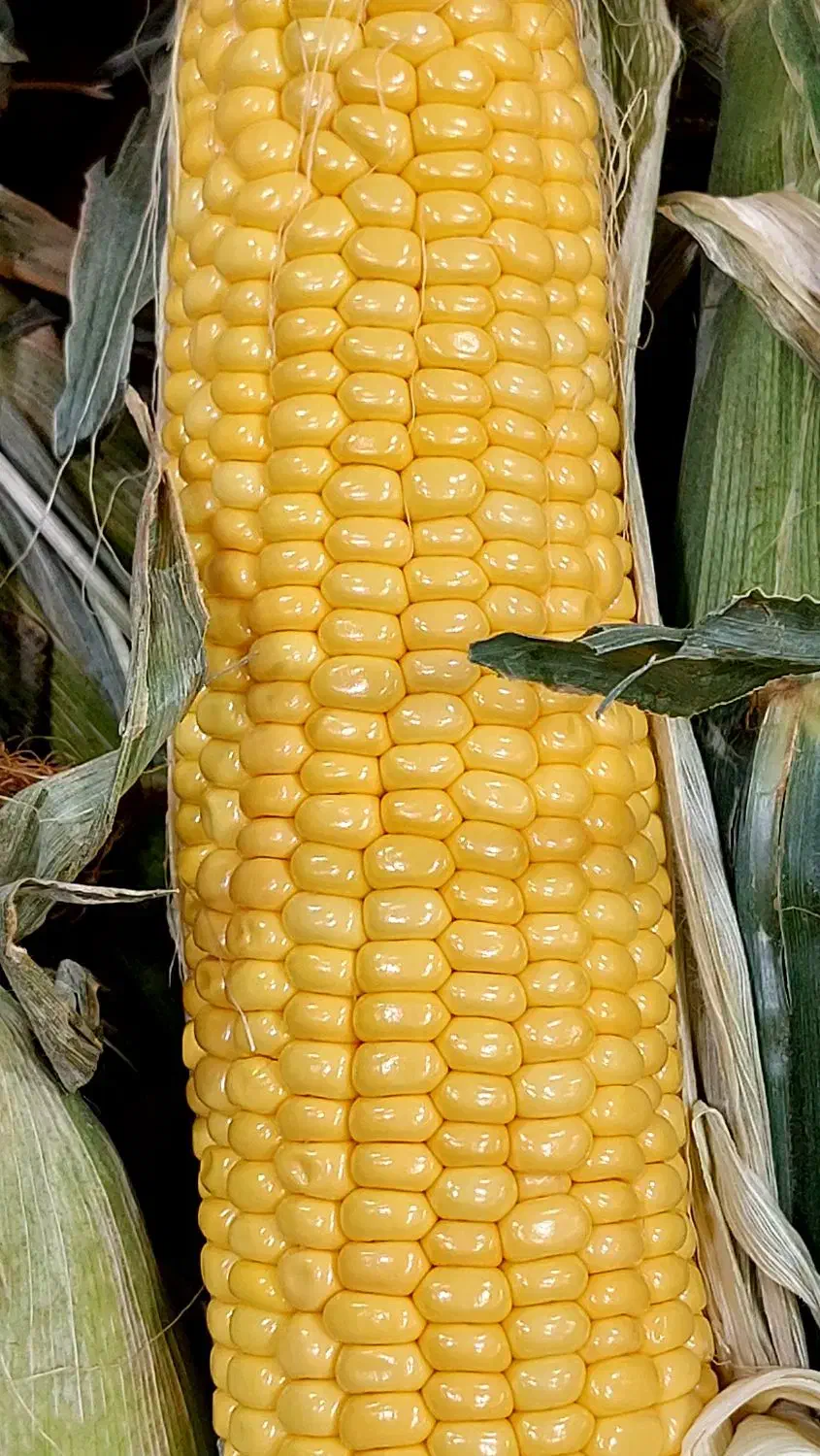 بلال تازه و خوشمزه + هایپر میوه گلچین|خوردنی و آشامیدنی|شاهدشهر, |دیوار