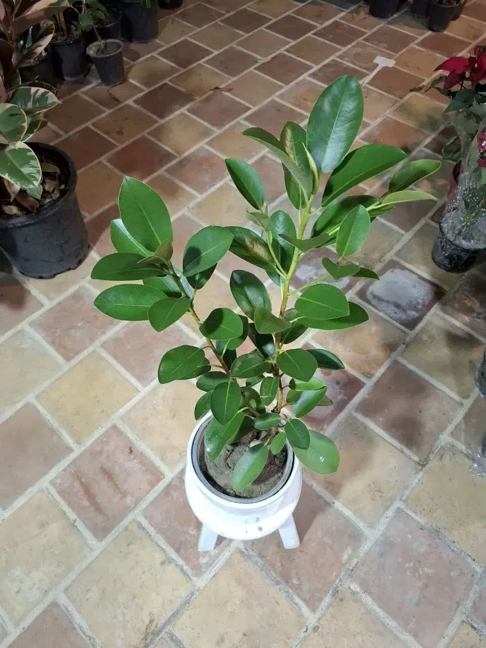 گل ارزانتر از کل اصفهان قیمت تولید گلخونه محلات|گل و گیاه طبیعی|اصفهان, باغ فدک|دیوار