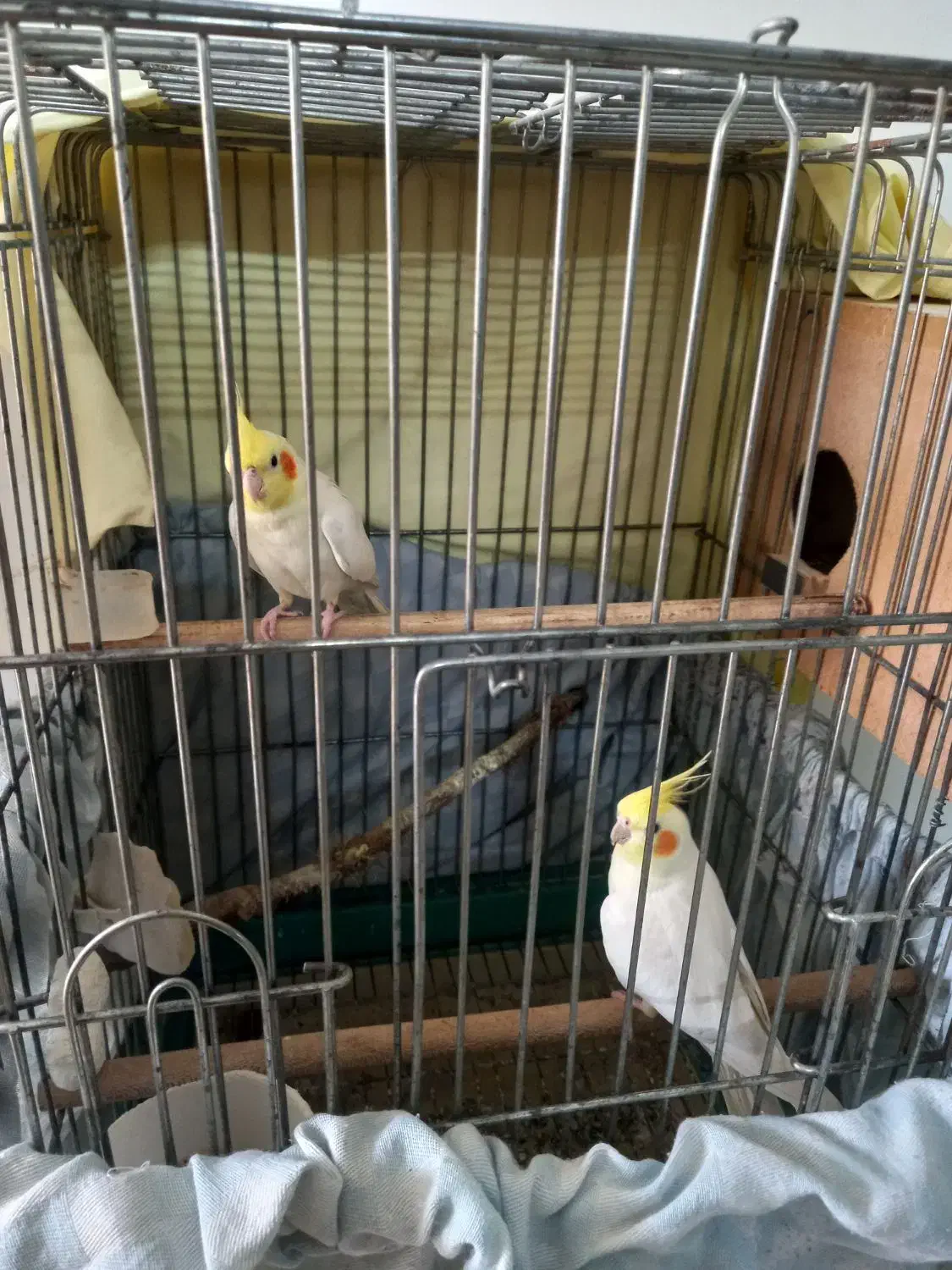 عروس هلندی لوتیتو رام و دستی|پرنده|آمل, |دیوار