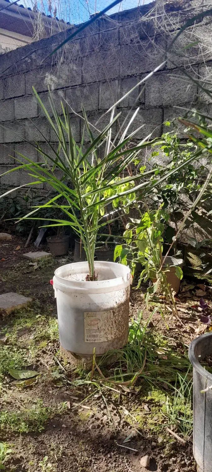 گل وگیاه|گل و گیاه طبیعی|رودسر, |دیوار