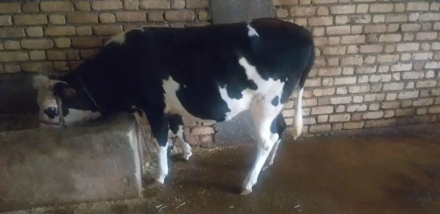 گاو تلیسه ۴ماه آبستن|حیوانات مزرعه|دینور, |دیوار