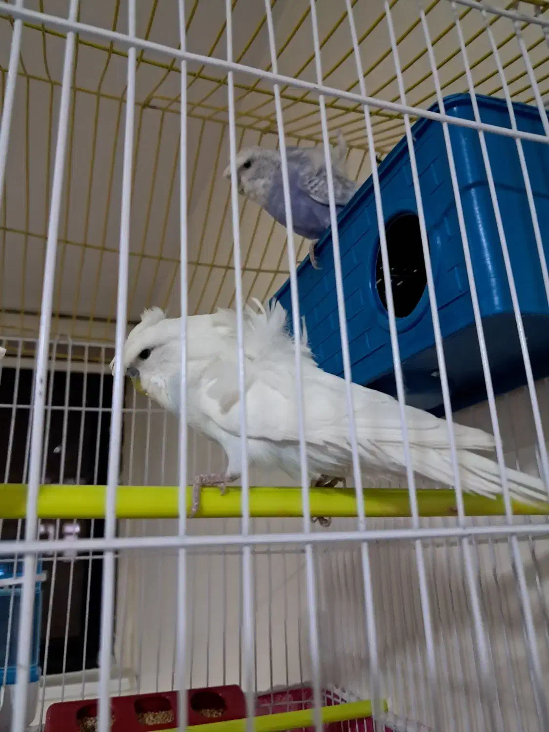 مرغ عشق فر خوش رنگ|پرنده|شهرکرد, |دیوار