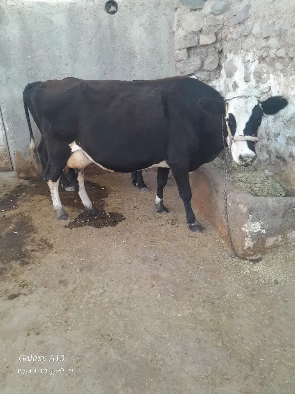 گاو هلشتاین|حیوانات مزرعه|دلبران, |دیوار