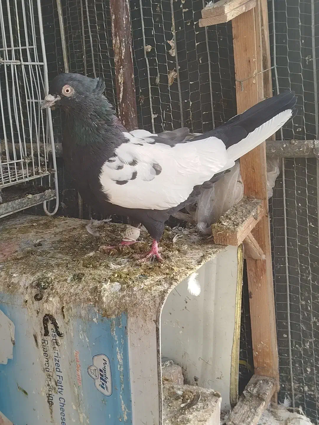 کبوتر|پرنده|گلمکان, |دیوار