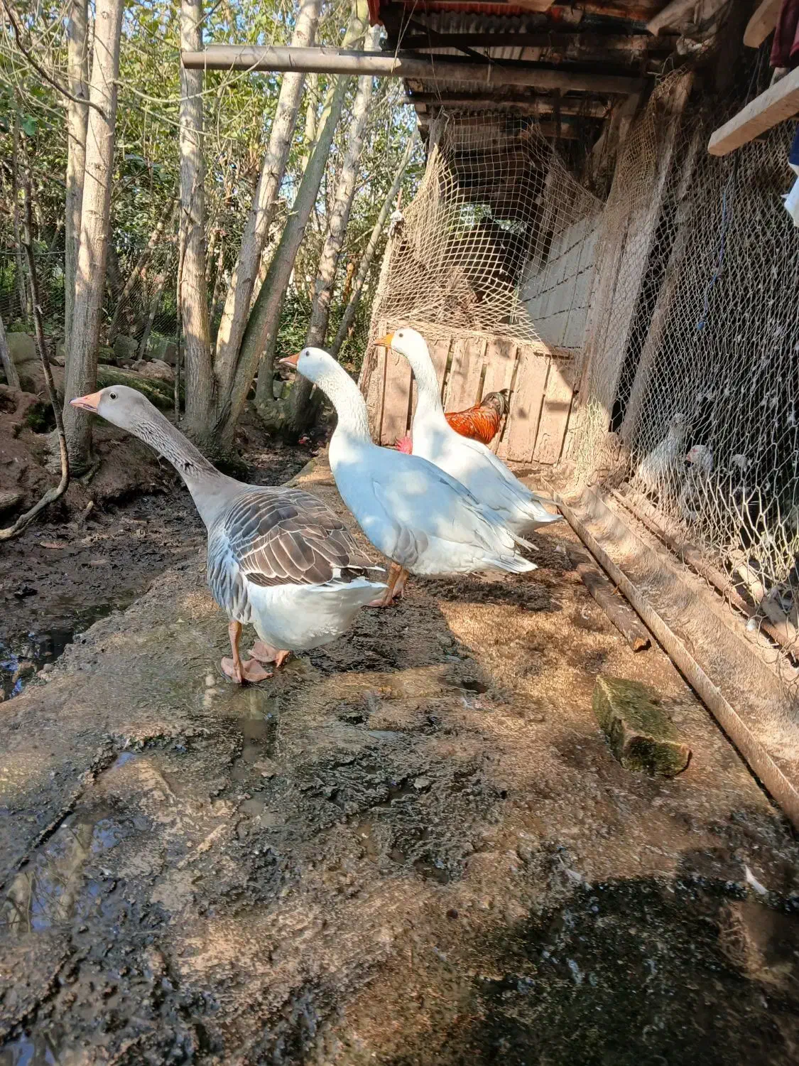 غاز|حیوانات مزرعه|کومله, |دیوار