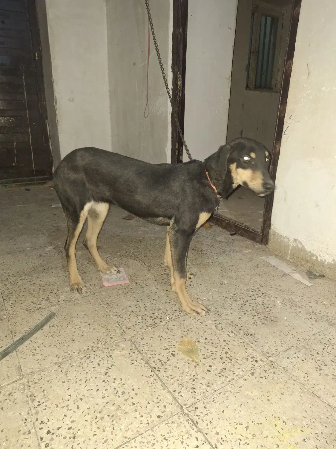 سگ دو رگ ماده|سگ|بجنورد, |دیوار