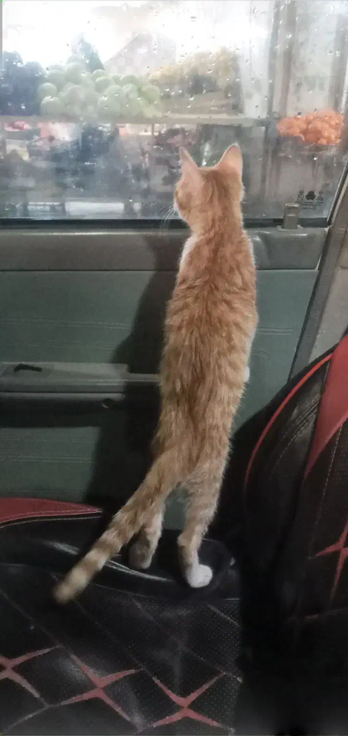 گربه بازیگوش|گربه|علی‌آباد کتول, |دیوار