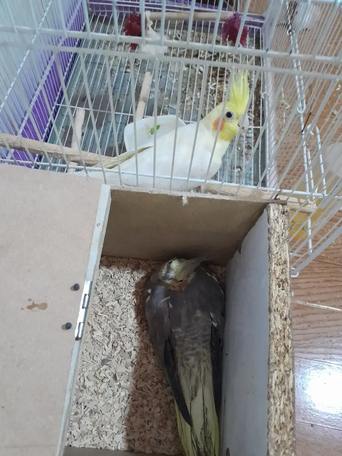 جفت عروس هلندی|پرنده|فیروزه, |دیوار