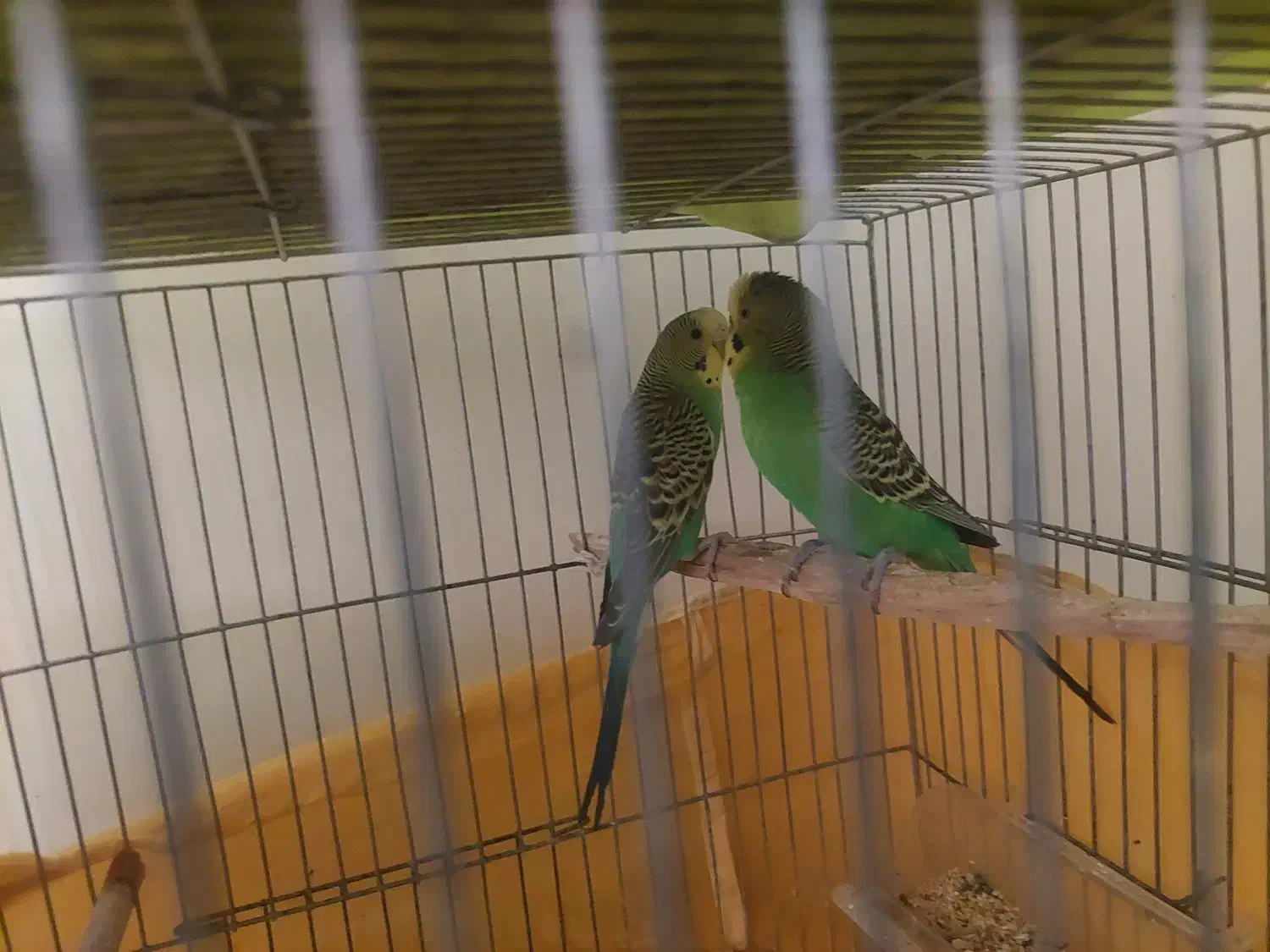 پرنده خونگی|پرنده|دهلران, |دیوار