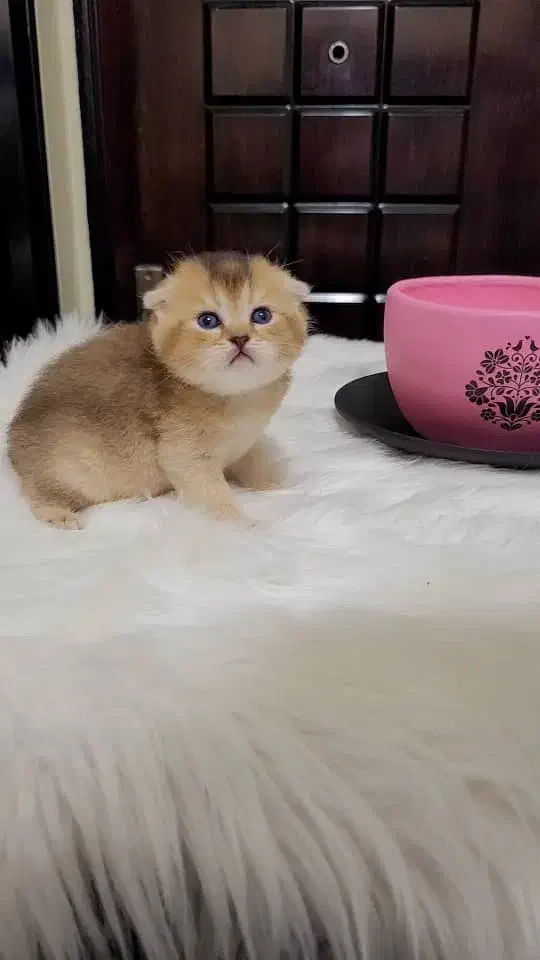 ناناز فنجونی|گربه|تهران, ونک|دیوار