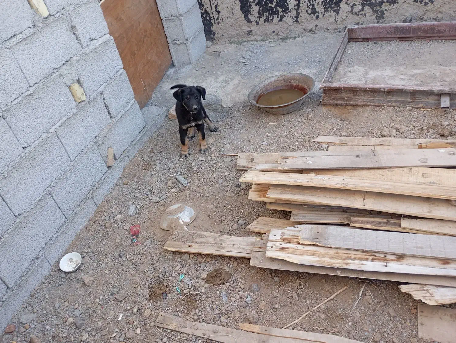 توله سرابی اصیل ماده|سگ|خلخال, |دیوار