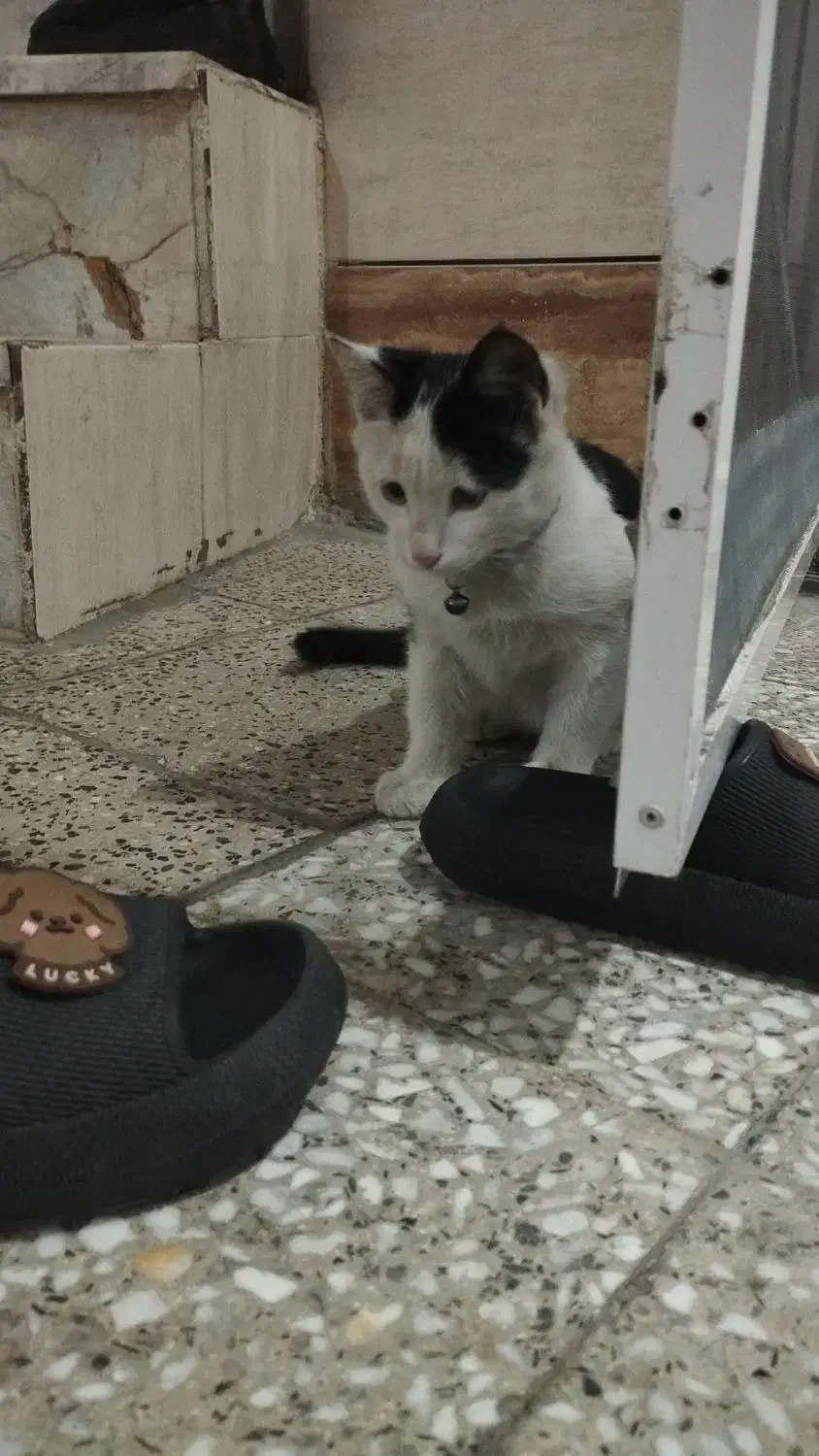 بچه گربه|گربه|لنجان, |دیوار