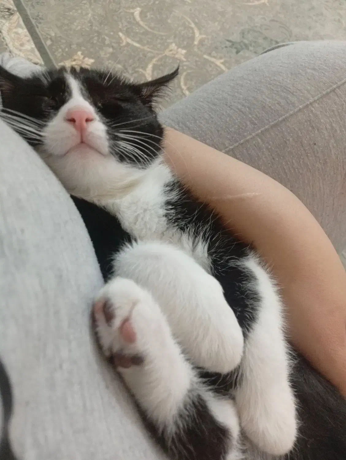 گربه|گربه|پرند, فاز ۵|دیوار