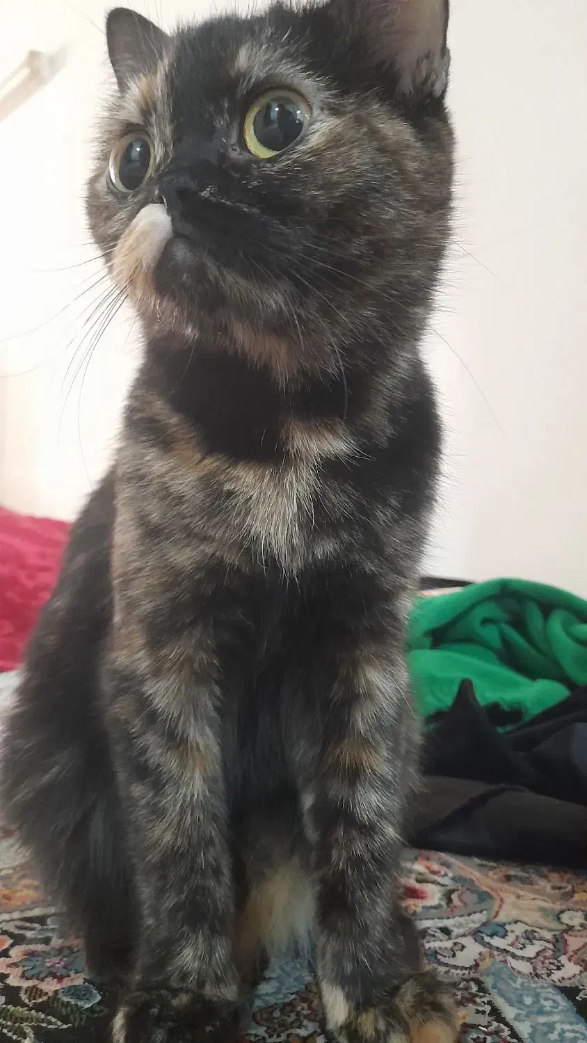 گربه نرماده|گربه|بومهن, |دیوار