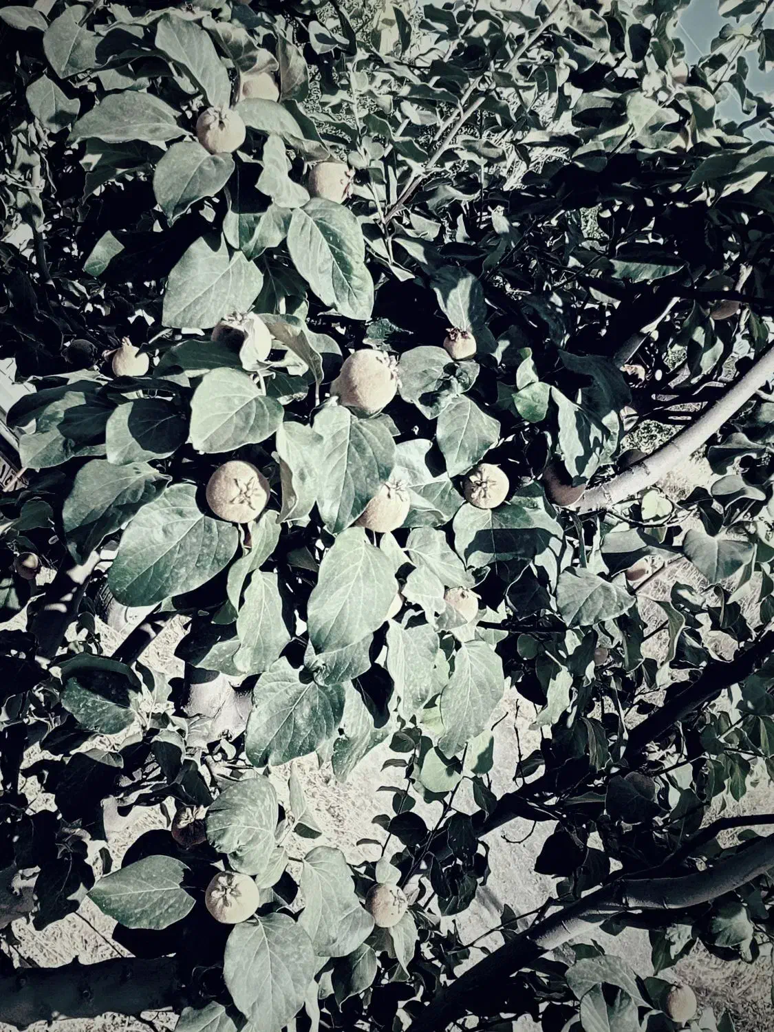 چال کود هرس فنس کشی سم پاشی|خدمات باغبانی و درختکاری|سنندج, |دیوار