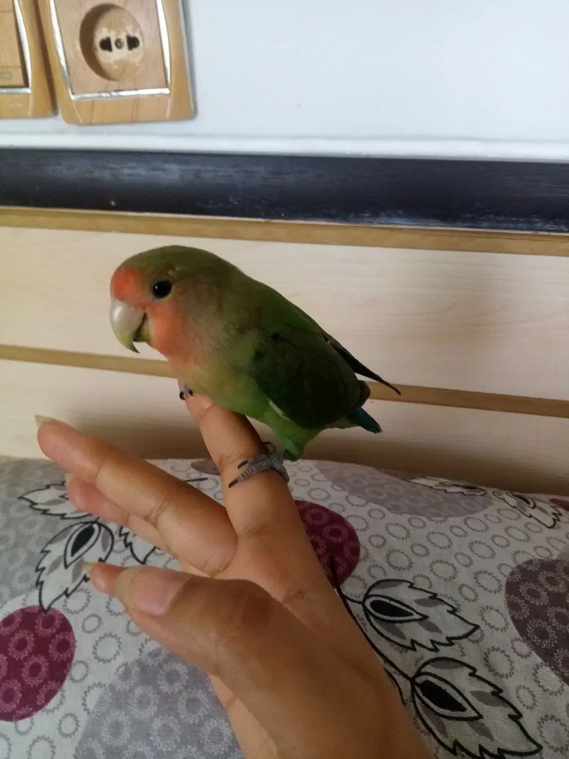 طوطی برزیلی کاملا دستی نر و ماده 11ماه هستن|پرنده|نجف‌آباد, فاز ۲ شهرک آزادگان|دیوار