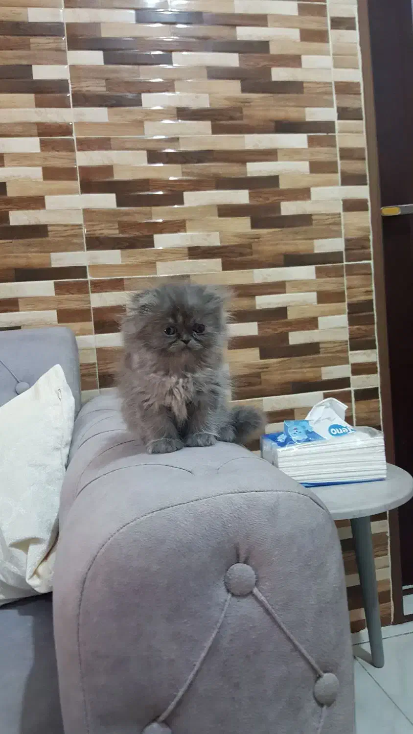 گربه اسکاتیش|گربه|اهواز, پادادشهر|دیوار