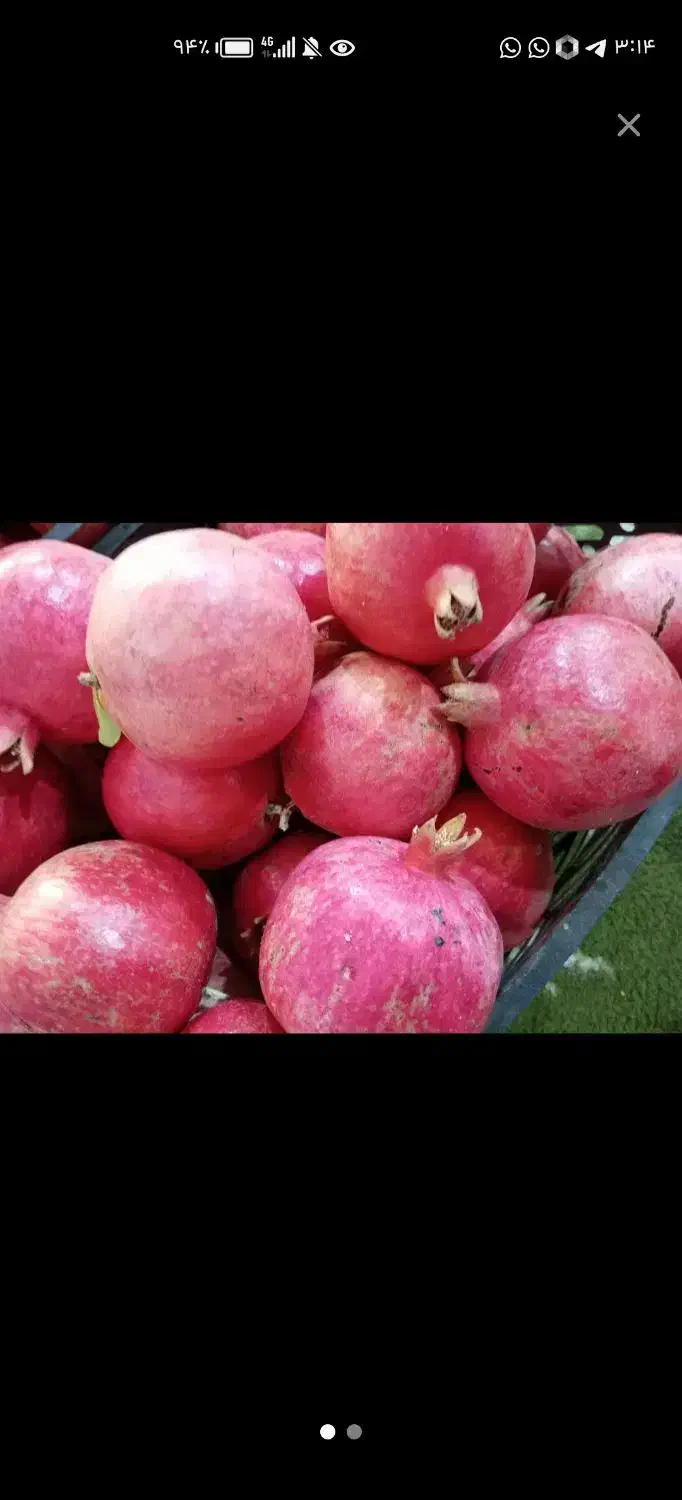 اجاره انارباغ شمابقیمت منصفانه|خدمات باغبانی و درختکاری|شهرضا, |دیوار