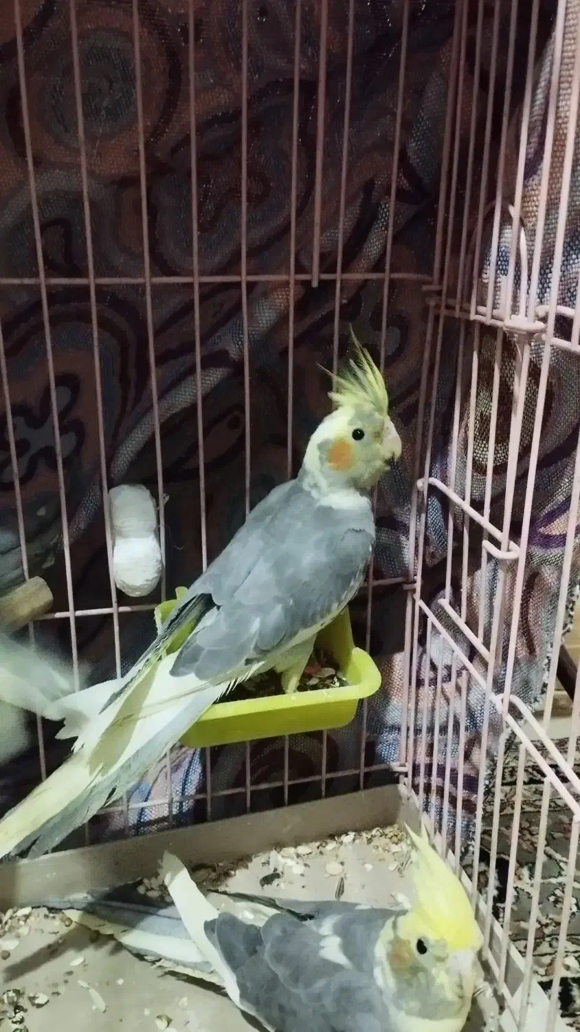 عروس هلندی|پرنده|محمدیه-قزوین, |دیوار