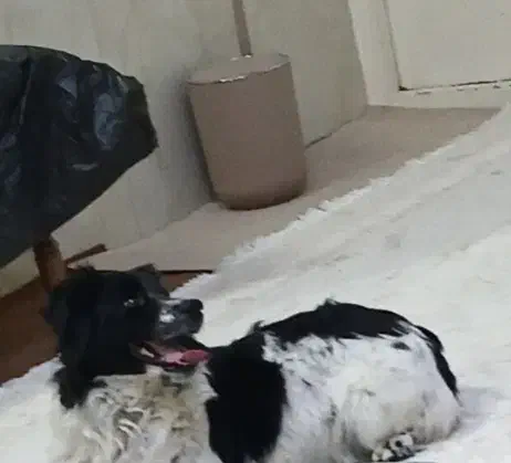 سگ گمشده|حیوانات|مشهد, سیس‌آباد|دیوار