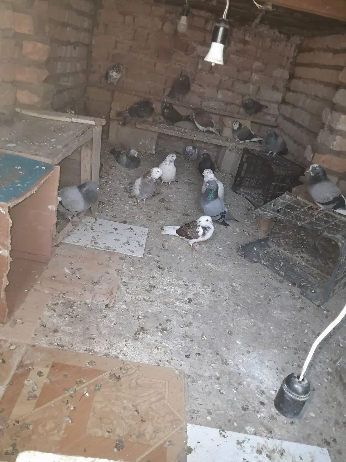 کبوتر|پرنده|گمیشان, |دیوار