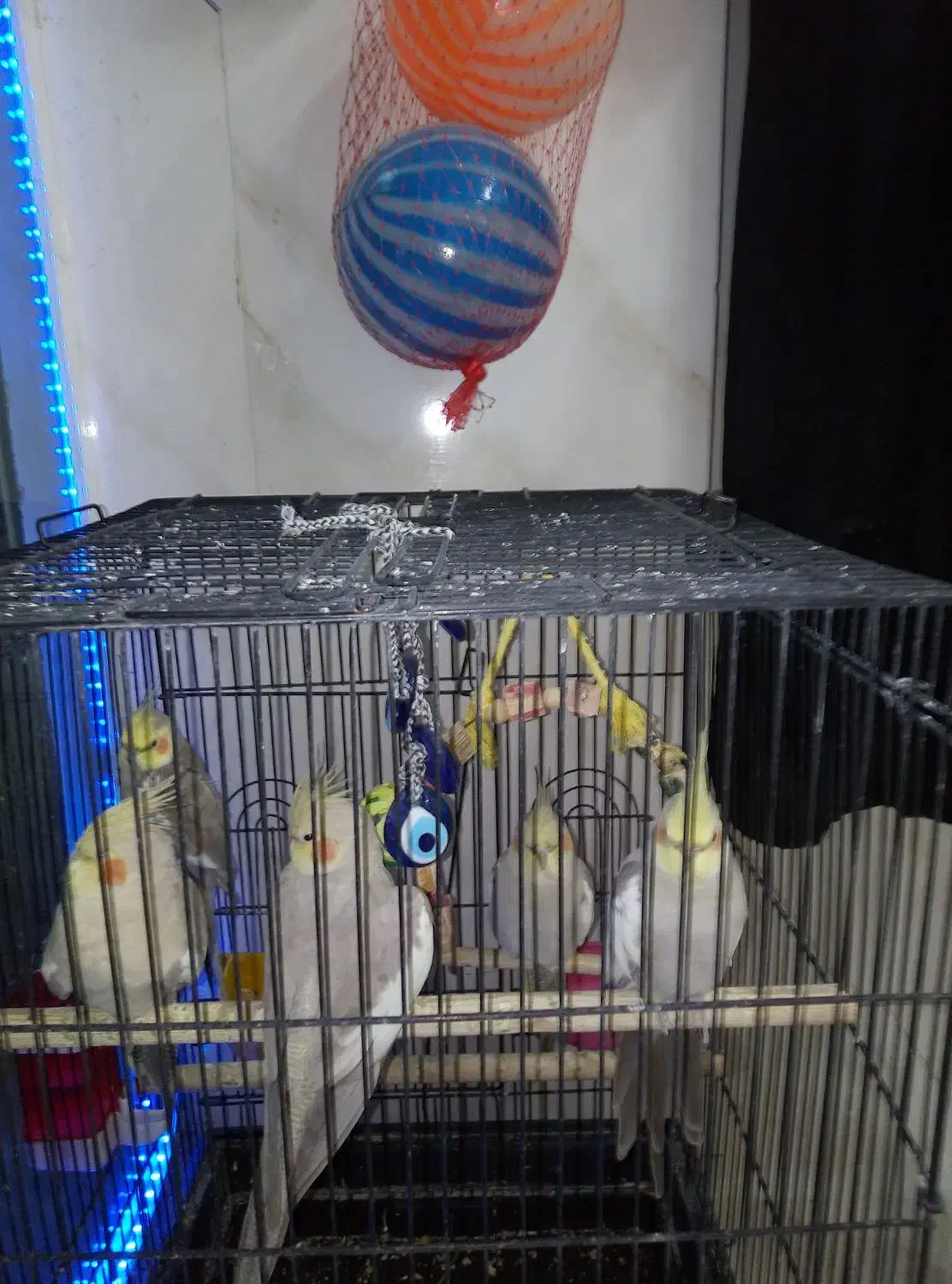 قفس پرنده طوطی هندی قناری عروس هلندی نر ماده|پرنده|قرچک, شهرک گلها|دیوار