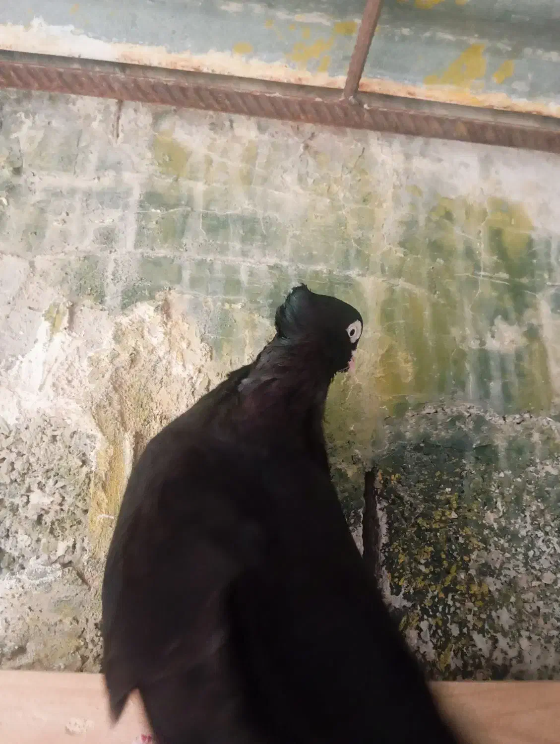 زاغ ابودانی|پرنده|بندر گناوه, |دیوار