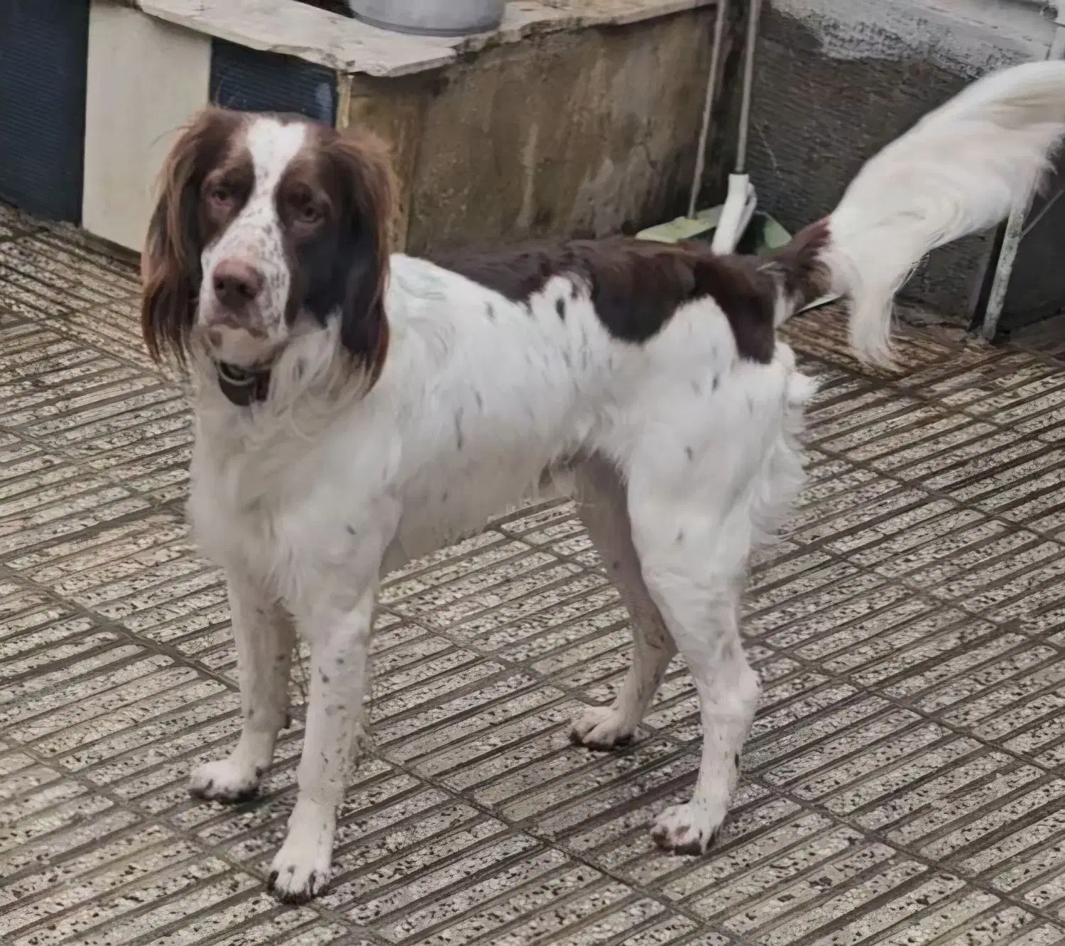 سگ گمشده|حیوانات|گرگان, |دیوار