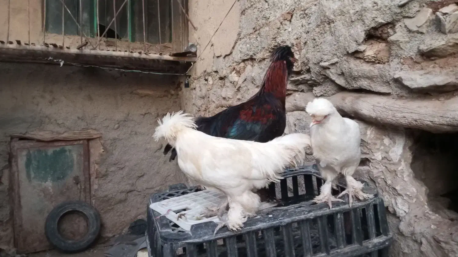 مرغ زینتی|حیوانات مزرعه|مریوان, |دیوار