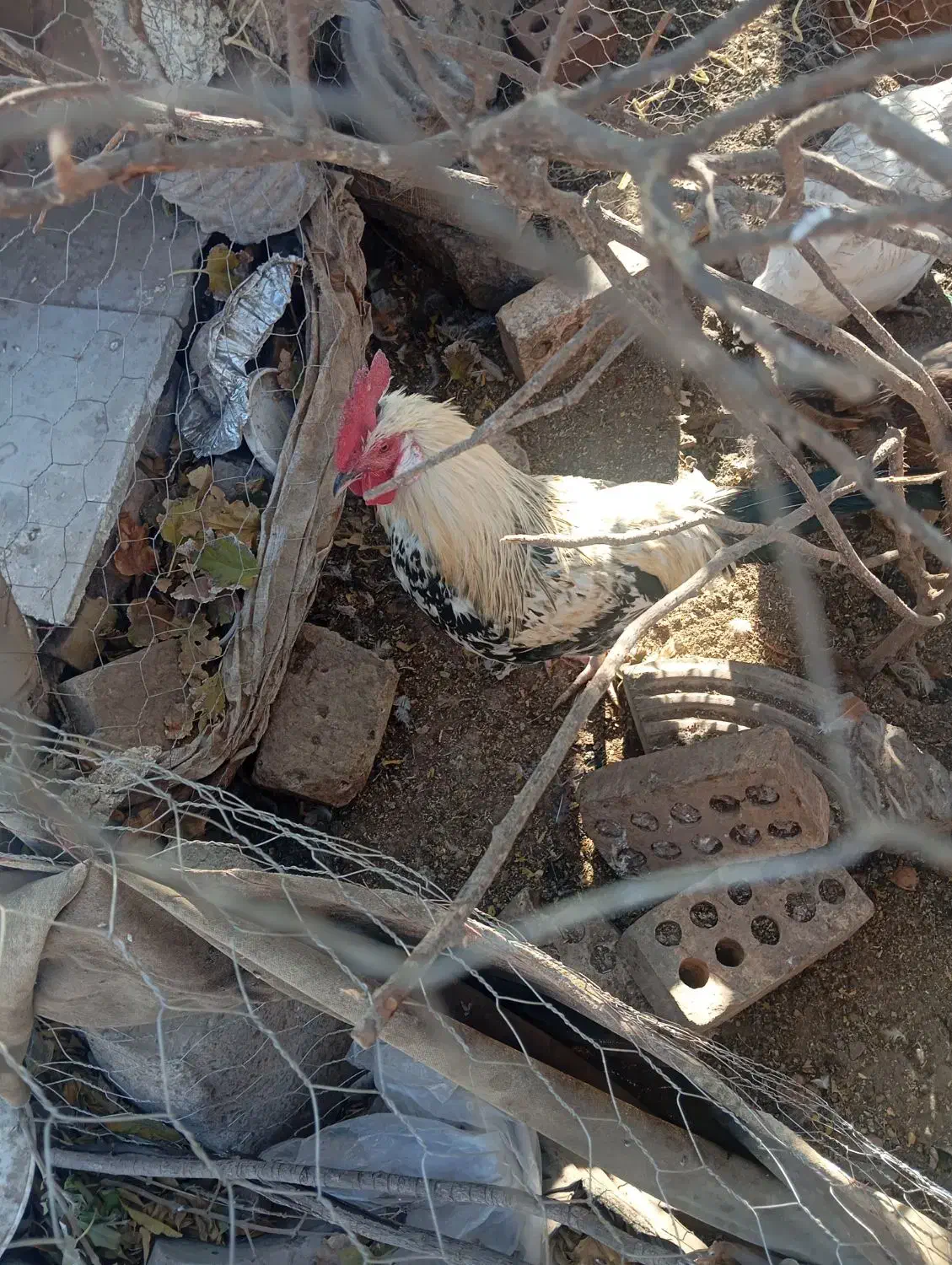 خروس محلی|حیوانات مزرعه|رفسنجان, |دیوار