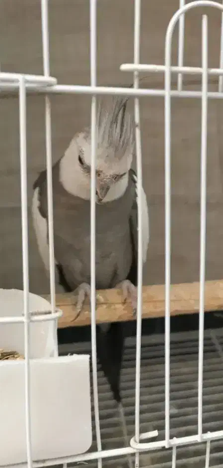 عروس هلندی وایت فیس سخنگو|پرنده|آذرشهر, |دیوار