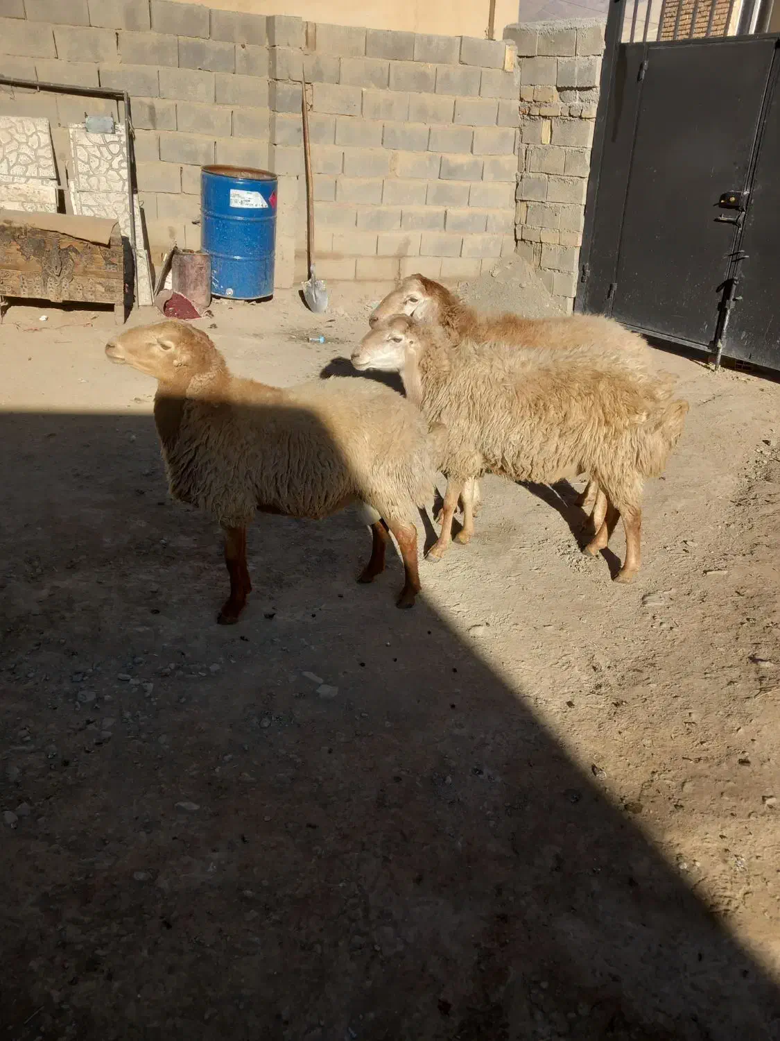 قوچ مغان گوسفند گاو بز|حیوانات مزرعه|دینور, |دیوار