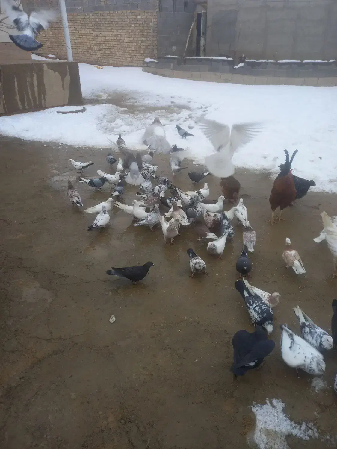 کفتر پرشی|پرنده|سردرود, |دیوار