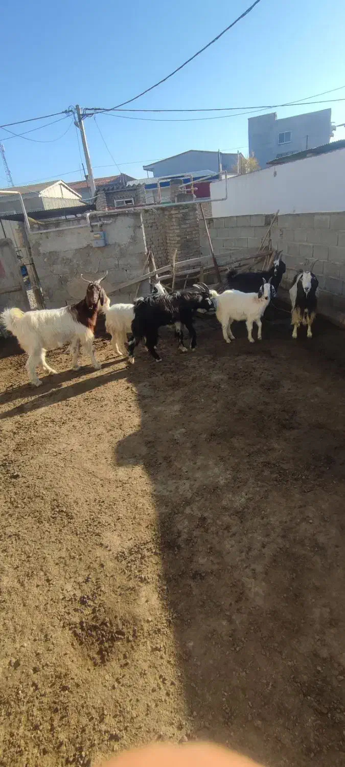 6 راس بز|حیوانات مزرعه|سیمین شهر, |دیوار