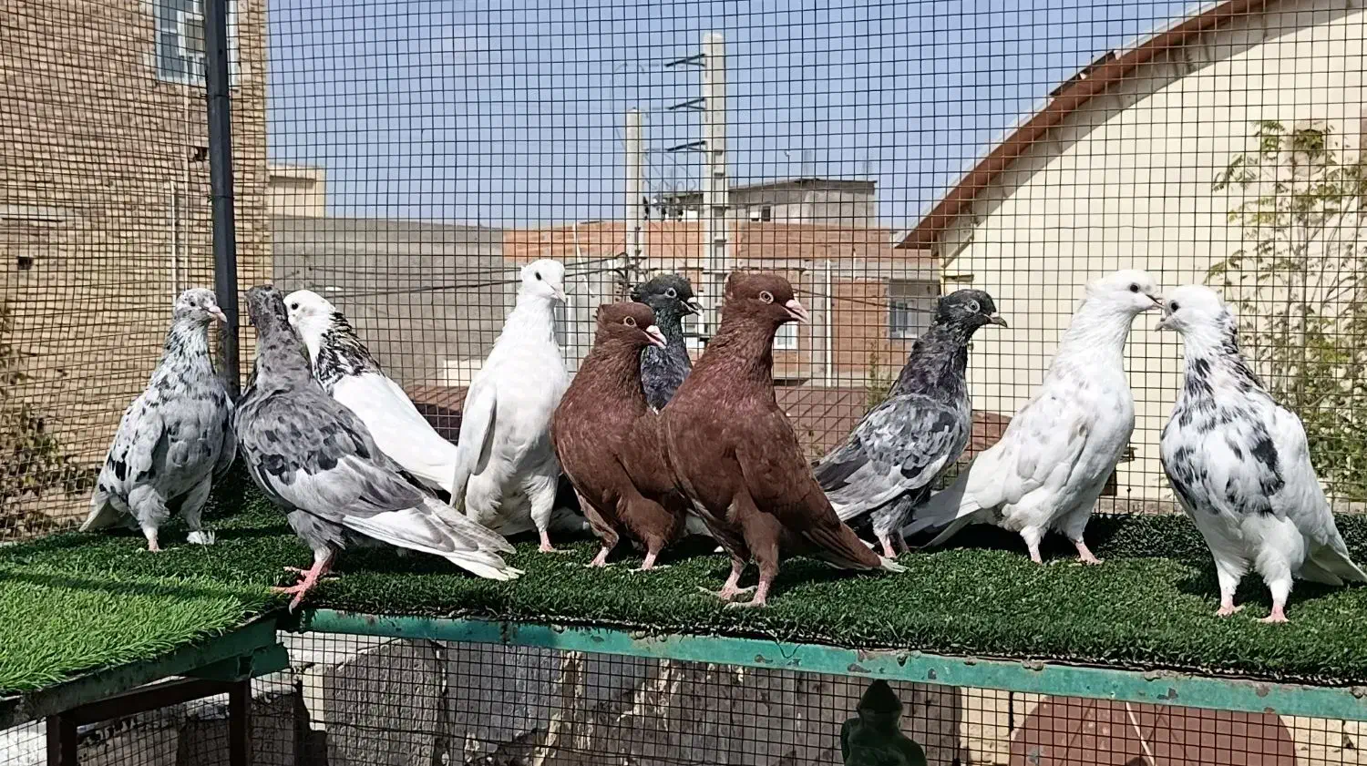 کبوتر عالی|پرنده|ملک‌آباد, |دیوار