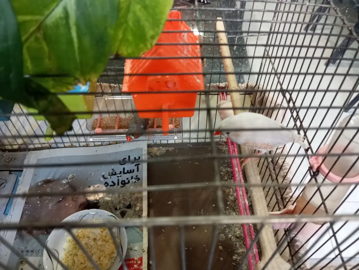 فنج جنس عالی|پرنده|قم, زنبیل آباد|دیوار