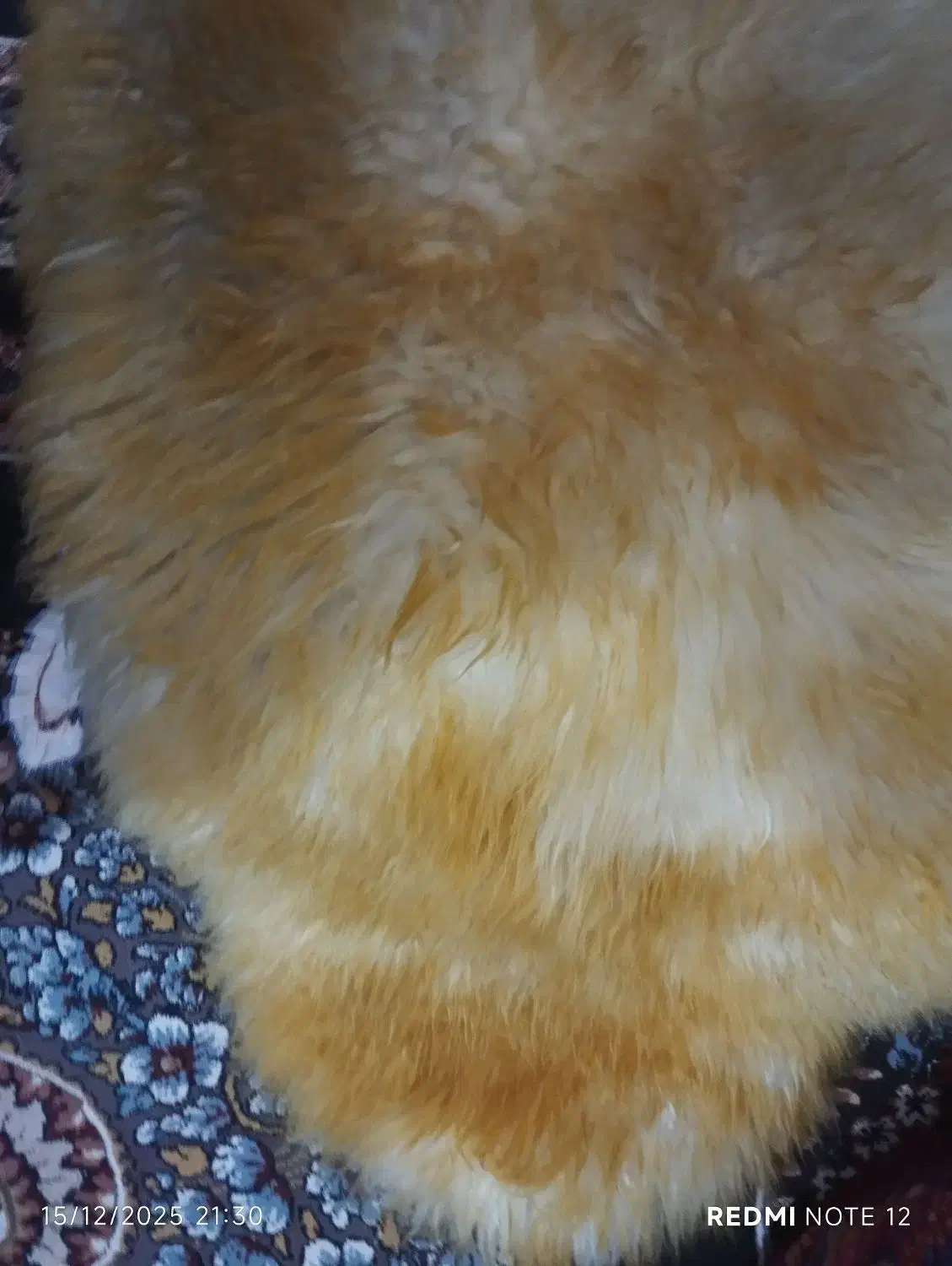 خزه صندلی ماشین نو|قطعات یدکی و لوازم جانبی|ایرانشهر, |دیوار