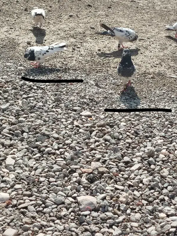 کفتر|پرنده|بمپور, |دیوار